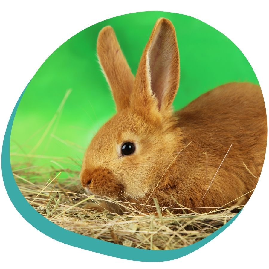 card_image